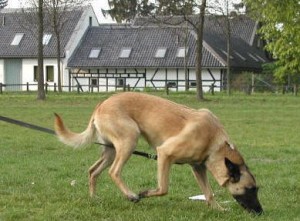 Holly Holly vom Greifenring